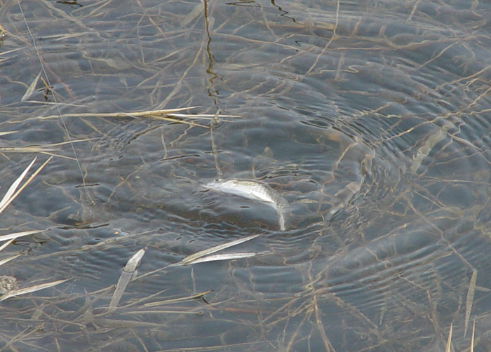 47c8185f37b79&filename=2009-01-02-28-067