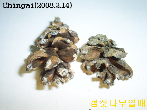 섬열매 이미지