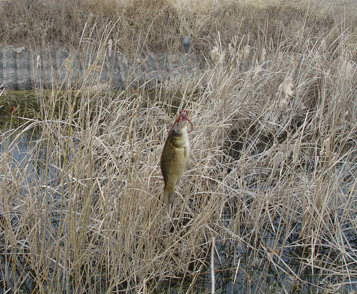 47c818b47cd74&filename=2009-01-02-28-079