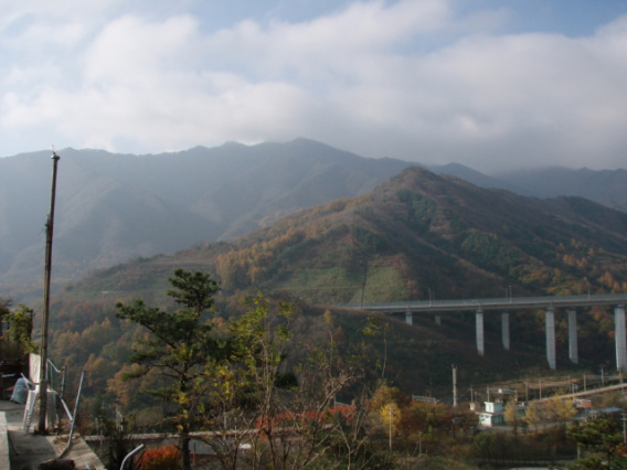 동명인삼 이미지