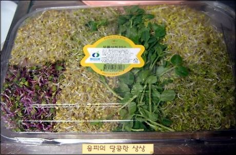 콩과두부 이미지